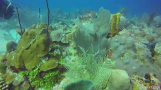 Dominican Republic Scuba Diving  Bayahibe  El Circulo  31 October 2016 [upl. by Elaen229]