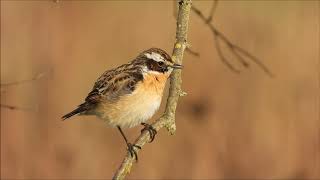 Braunkehlchen Gesang [upl. by Parsifal684]