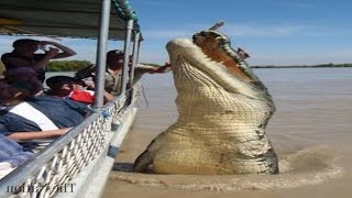 Top 5 Worlds Biggest Crocodiles in the World [upl. by Arella]