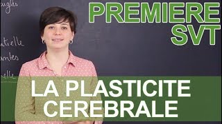 La plasticité cérébrale  SVT  1ère  Les Bons Profs [upl. by Aihsek662]