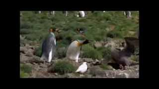 Pinguins wandelclub [upl. by Leandre]