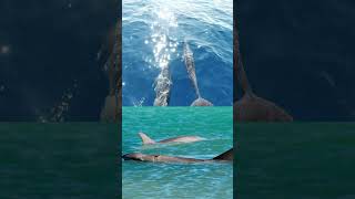 The SHOCKING Truth About Dolphins in the Wild [upl. by Maggi]