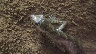 Water anole underwater breathing [upl. by Yusem]