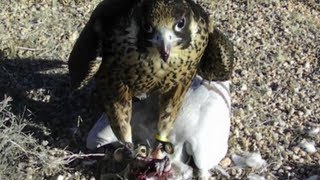 Falcon eats pigeons face off [upl. by Rimola]