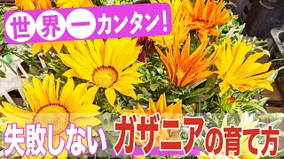 世界一カンタン！失敗しないガザニアの育て方！ [upl. by Bradshaw]