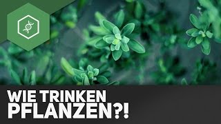 Wie trinken Pflanzen [upl. by Deonne]