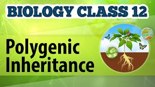 Polygenic Inheritance  Genetic Basis of Inheritance  Biology Class 12 [upl. by Risan458]