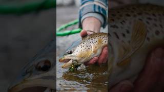 20 inch brown trout on a streamer shorts [upl. by Dunham]