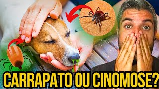 APRENDA A DIFERENCIAR A DOENÇA DO CARRAPATO E CINOMOSE DO CACHORRO  SINTOMAS DO FILHOTE DOENTE [upl. by Nahtonoj75]