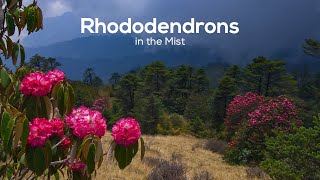 Mountain Blooms Rhododendrons in the Mist [upl. by Eilzel]