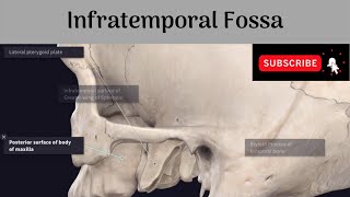 Infratemporal Fossa Anatomy mbbs education bds headandneckanatomy fossa [upl. by Aicelf877]