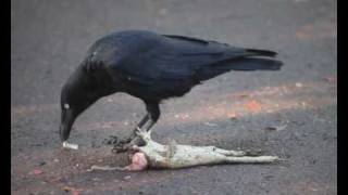 Crow eats Cane Toadwmv [upl. by Introc]