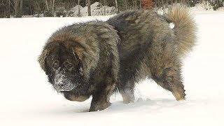 Caucasian Shepherd Brutal Russian Bear Dog [upl. by Hervey499]