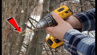 Grafting a Tree with Drill Step by Step [upl. by Anitsrik]