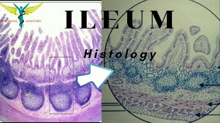 Histology of Ileum [upl. by Raynah40]