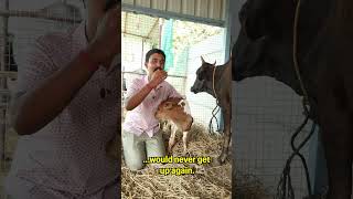 I have a happy news happy animals cow calf newlife sanctuary [upl. by Petrick]