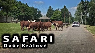 Safari Dvůr Králové 2021 [upl. by Neehs]