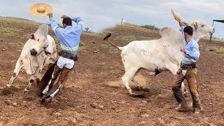 BRUTOS NA CAPA 5 🐂 COM DERRAMADO amp DERENSA 😁 [upl. by Benildas]