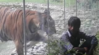 Tiger attacked the man in Alipore Zoo Kolkata [upl. by Ydrah]