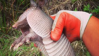 Armadillos Keep Digging Parody [upl. by Lectra]