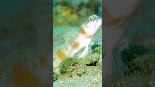 Goby CritterHunter fish [upl. by Sedgewinn911]