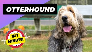 Otterhound  In 1 Minute 🐶 One Of The Rarest Dog Breeds In The World  1 Minute Animals [upl. by Eelyr61]