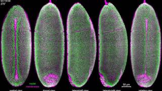 IsoView Twocolor imaging of Drosophila gastrulation [upl. by Carson]