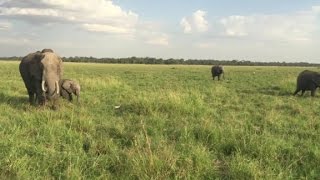 Visiting the Masai Mara National Reserve [upl. by Eiralam]