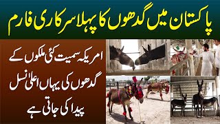 Pakistan Me Pehla Donkey Farm  America Samait Kai Mulkon Ke Gadhon Ki Yahan Breeding Ki Jati Hai [upl. by Asiruam]