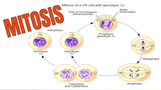 Cell Division Mitosis Animation [upl. by Yank839]