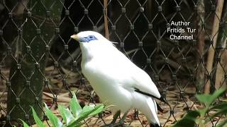 The Bali myna Leucopsar rothschildi Bird song [upl. by Enyaw597]