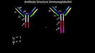 Immunology  Immunoglobulin Structure Antibody [upl. by Madel]