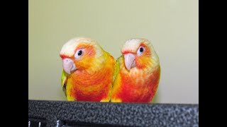 New Suncheek Green Cheek Conure Pair [upl. by Alessandro]