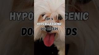 Top 5 Hypoallergenic Dogs ✨ [upl. by Fredrika]