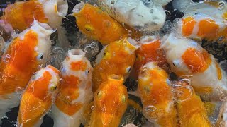 Aquarium with Beautiful Fish Relaxing Water Stream Noise with Sleep Sound I ASMR fish relaxing [upl. by Chon959]