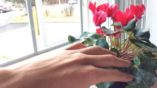 Cyclamen Plant Care  How to Keep Cyclamen Blooming [upl. by Naihs]