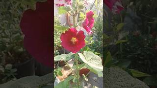 Hollyhock Plant successful with seed ll youtubeshorts gardening subscribe plant views garden [upl. by Aelyk]