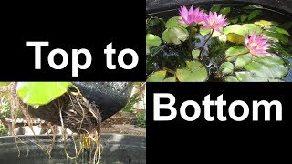 Results of Planting Water Lilies using No Soil nor Fertilizer [upl. by Arretahs]