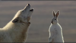 Wolf Pack Hunts A Hare  The Hunt  BBC Earth [upl. by Llehcsreh]