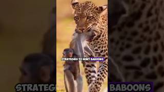 Leopard and Baboon Encounters in the Wild Clashes and Challenges [upl. by Rattray649]