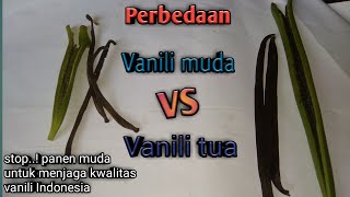 Vanili tua VS Vanili muda [upl. by Ahseyd847]