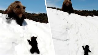 Il cucciolo scivola sul fianco della montagna sotto lo sguardo impotente di mamma orso [upl. by Gualterio]