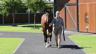 Lot 248 Dundeel x Politeness colt [upl. by Roselani352]