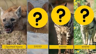 Types Of Hyena Species  Hyena Documentary [upl. by Naillig]