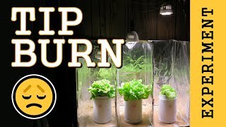 Preventing Tip Burn Hydroponic Lettuce Indoor LED Grow Light PPFD Experiment [upl. by Abana]