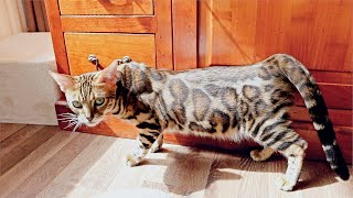 Female Bengal Cat is in Heat for The First Time [upl. by Anita]