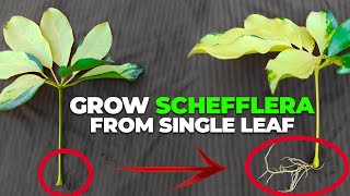 How To Grow quotSCHEFFLERAquot Plant From Single Leaf [upl. by Eph]