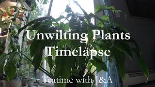 Unwilting Plants Time Lapse  Fast Plant Recovery [upl. by Walton]