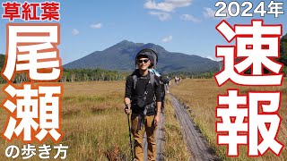 【速報】2024年も尾瀬に秋が来たー‼︎登山初心者向けのゆったり草紅葉の尾瀬ヶ原の歩き方をご紹介‼︎ [upl. by Nnayram]