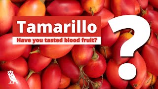 What is Tamarillo  Fruits You Probably Never Heard Of  Ep 10 [upl. by Tessa]